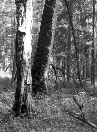 Puszcza Białowieska, rezerwat ścisły. Fot. Wojciech Lewandowski